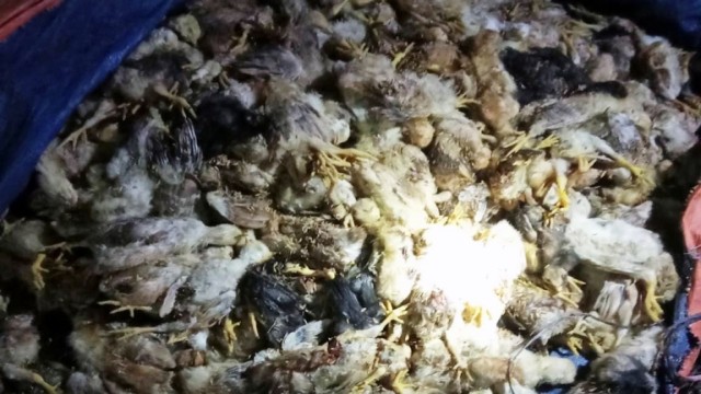 আদমদীঘিতে পোল্ট্রি ফার্মের সহা¯্রধিক  মুরগীর বাচ্চা মেরে ফেলেছে দুর্বৃত্তরা