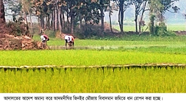 আদমদীঘিতে আদালতের আদেশ অমান্য করে বিবাদমান জমিতে ধান লাগানোর অভিযোগ