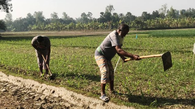 আত্রাইয়ে বৈরী আবহাওয়ায় ও শীতের তীব্রতায় বাড়ছে কৃষকের দুশ্চিন্তা