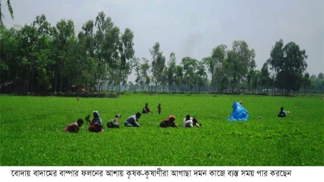 বোদায় বাদাম চাষে ঝুঁকেছে কৃষক