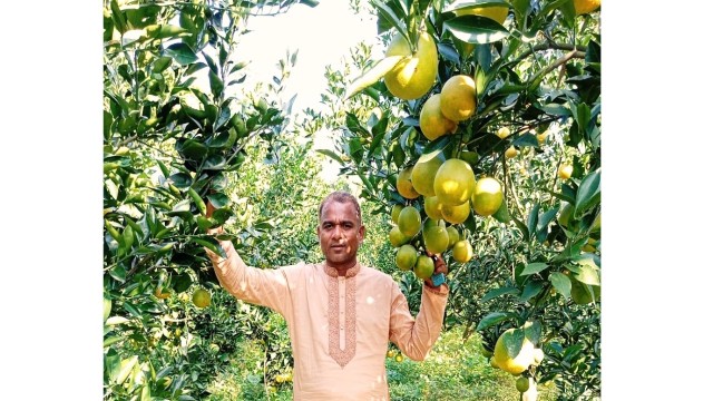 জলঢাকায় মাল্টা চাষে সাবেক মেম্বারের বাজিমাত