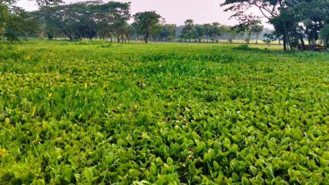 বেতাগীর কাবিল আকন খাল কচুরিপানায় বন্ধ ভোগান্তিতে এলাকাবাসী