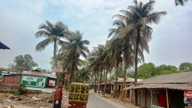 পীরগঞ্জে পরিচর্যার অভাবে মারা যাচ্ছে পরিবেশ বান্ধব নারিকেল গাছ 