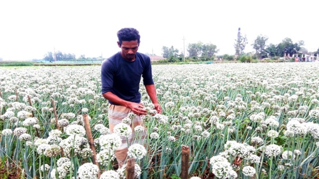 আত্রাইয়ে বেড়েছে পেঁয়াজের বীজ চাষ,পরাগায়ণে ব্যস্ত চাষিরা