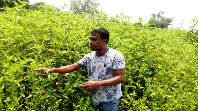 আত্রাইয়ে পাট চাষে দিন দিন আগ্রহ হারাচ্ছেন কৃষকরা