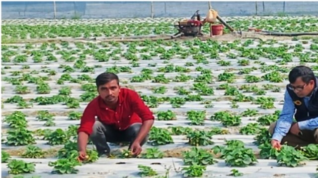 কুড়িগ্রামের তিস্তার চরাঞ্চলে বাণিজ্যিক ভাবে স্ট্রবেরির চাষ।   