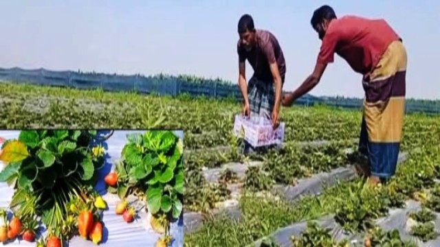 উলিপুরের তিস্তার চরে স্ট্রবেরি চাষ করে এখন গলার কাঁটা হয়ে দাঁড়িয়েছে দুই কৃষকের।      