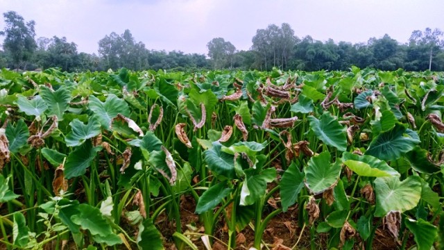 উত্তরে তাপদাহে পুড়ছে চাষিদের স্বপ্ন ফলন নিয়ে হতাশ কৃষক ! 