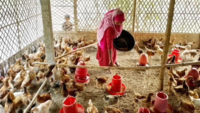 বাউ মুরগি পালনে স্বাবলম্বী চিলাহাটির নারীরা