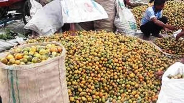 পঞ্চগড়ে সুপারী বাগান করে লাভবান অনেক কৃষক