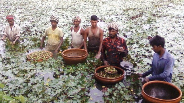 পীরগঞ্জে পানিফল চাষে আগ্রহ বড়ছে  