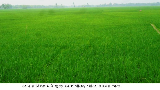 পঞ্চগড়ে দিগন্ত মাঠ জুড়ে সবুজে দোল খাচ্ছে বোরো ধানের ক্ষেতগুলো