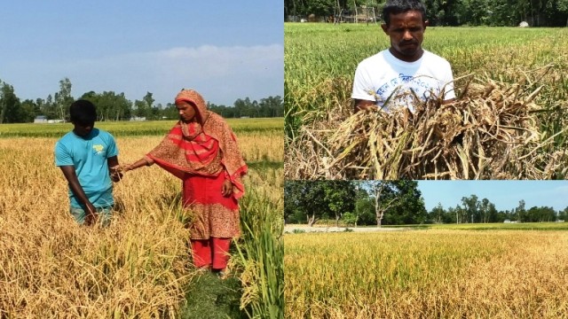 কুড়িগ্রামে শত্রুতার জেরে বেড়ে চলেছে ফসলহানীর ঘটনা