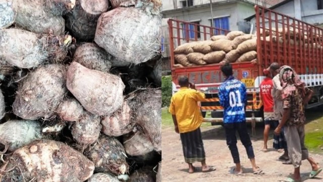 হিলি বন্দর দিয়ে ভারতীয় কচুর মুখি আমদানি 