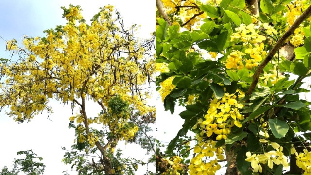 আত্রাইয়ে প্রকৃতিতে শোভা ছড়াচ্ছে সোনালু ফুল