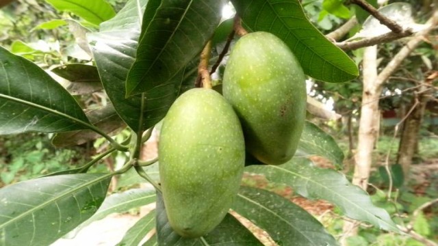 জিআই পণ্যের নিবন্ধন পেলো নওগাঁর নাক ফজলি আম