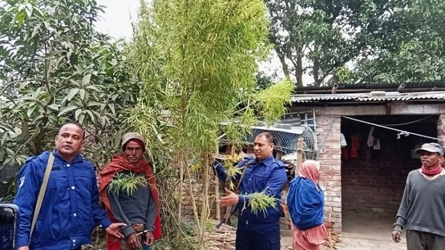 বদলগাছীতে নিজ বাড়ীতে গাঁজার গাছ রোপণ ও পরিচর্যার অভিযোগে আটক-১