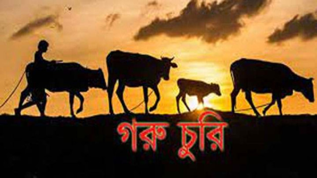 আদমদীঘিতে গোয়াল ঘরের দেয়াল কেটে গরু চুরি
