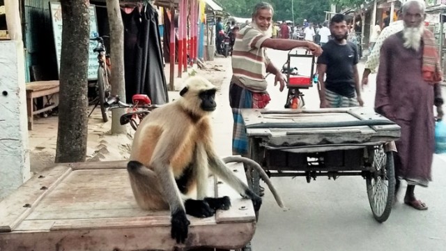 যশোর থেকে ট্রাকে চড়ে হনুমান হাজির ইন্দুরকানীতে